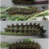melit phoebe larva7after volg11